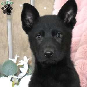 Harper, German Shepherd Puppy