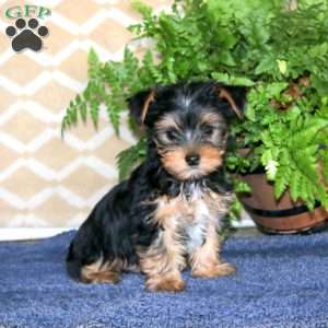 Harper, Yorkie Puppy