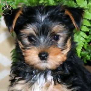 Harper, Yorkie Puppy