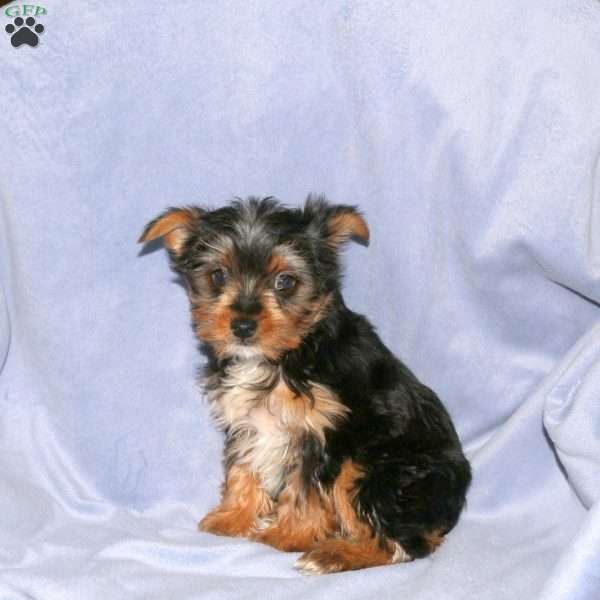 Harvey, Yorkie Puppy