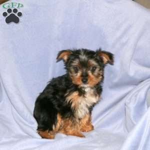 Harvey, Yorkie Puppy