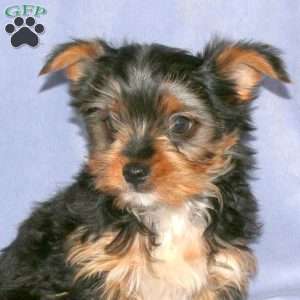 Harvey, Yorkie Puppy