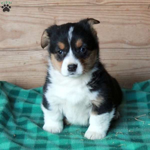 Hattie, Pembroke Welsh Corgi Puppy