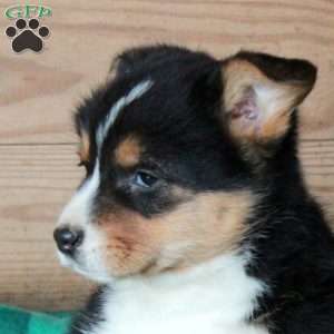 Hattie, Pembroke Welsh Corgi Puppy