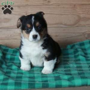 Hattie, Pembroke Welsh Corgi Puppy
