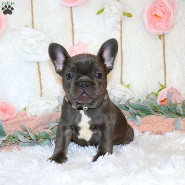 Hawk, French Bulldog Puppy