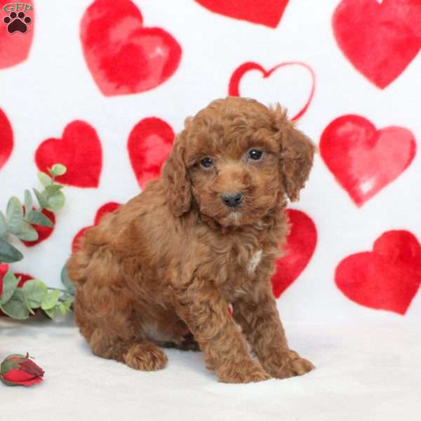 Hayden, Miniature Poodle Puppy