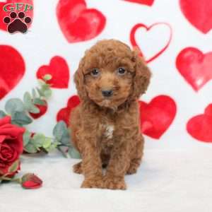 Hayden, Miniature Poodle Puppy