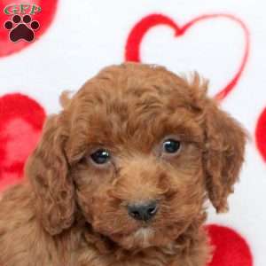Hayden, Miniature Poodle Puppy