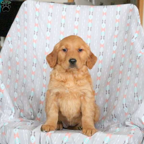 Hazel, Golden Retriever Puppy