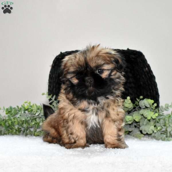 Hazel, Shih Tzu Puppy