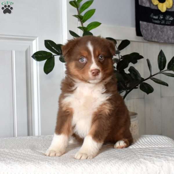 Hazel, Australian Shepherd Puppy