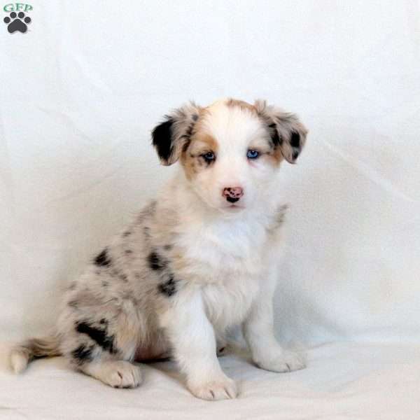 Hazel, Australian Shepherd Puppy