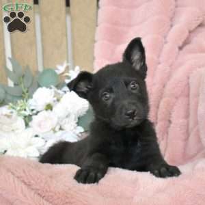 Hazel, German Shepherd Puppy