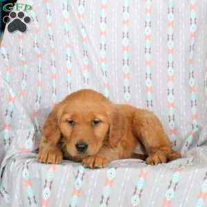 Hazel, Golden Retriever Puppy