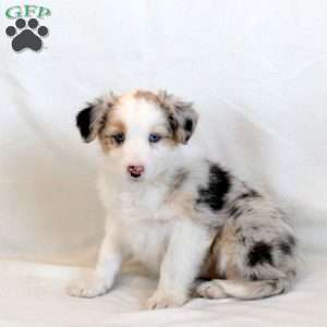 Hazel, Australian Shepherd Puppy