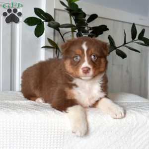 Hazel, Australian Shepherd Puppy