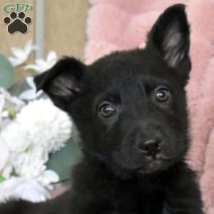 Hazel, German Shepherd Puppy