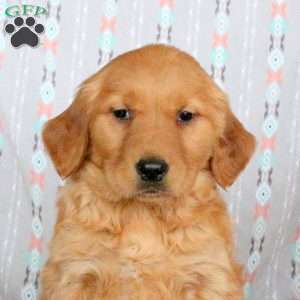 Hazel, Golden Retriever Puppy