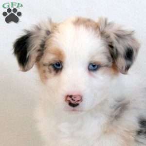 Hazel, Australian Shepherd Puppy