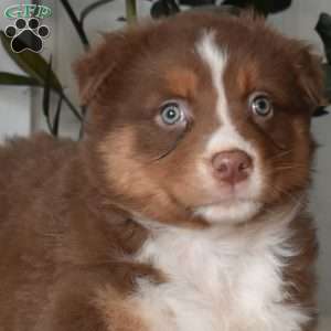 Hazel, Australian Shepherd Puppy