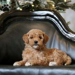 Hazel, Mini Goldendoodle Puppy