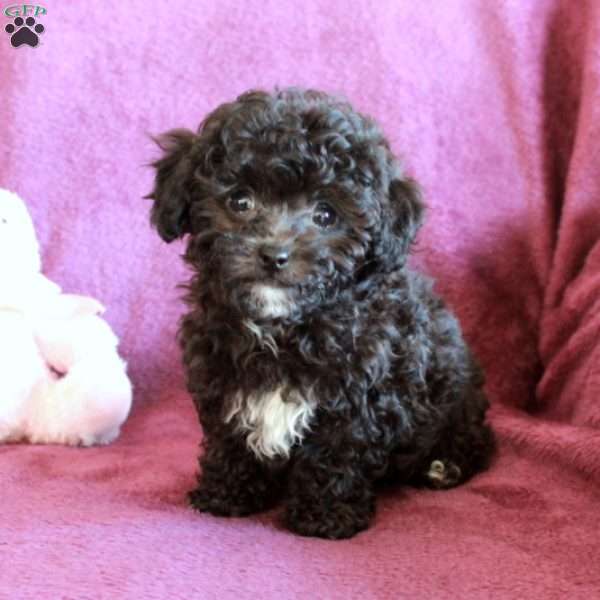 Hector, Toy Poodle Puppy