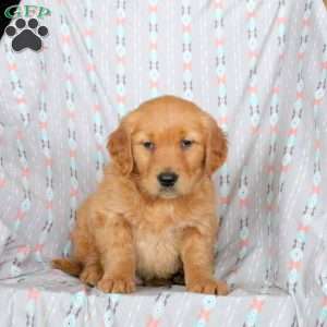 Hector, Golden Retriever Puppy