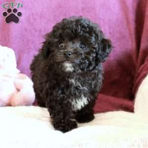Hector, Toy Poodle Puppy