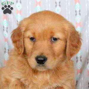 Hector, Golden Retriever Puppy