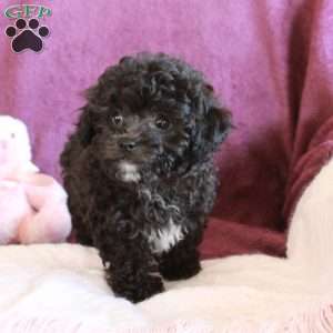Hector, Toy Poodle Puppy