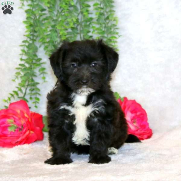 Heidi, Yorkie-Chon Puppy