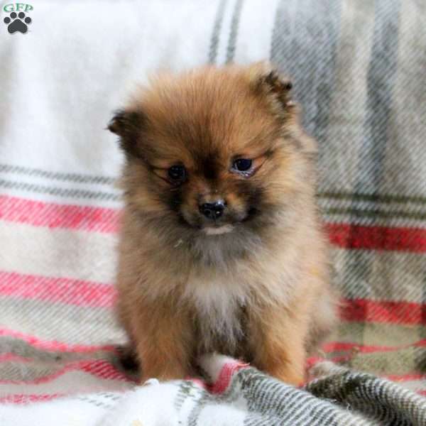 Helen, Pomeranian Puppy