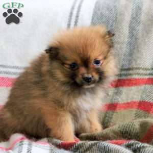 Helen, Pomeranian Puppy