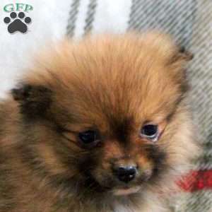 Helen, Pomeranian Puppy