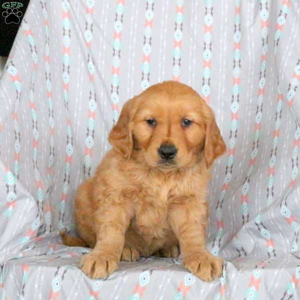 Henry, Golden Retriever Puppy