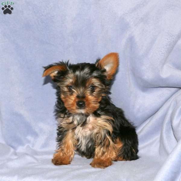 Henry, Yorkie Puppy