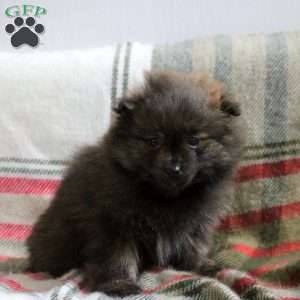 Henry, Pomeranian Puppy