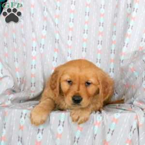 Henry, Golden Retriever Puppy