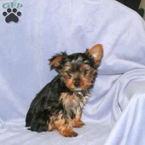 Henry, Yorkie Puppy