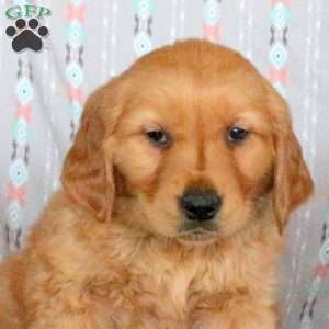 Henry, Golden Retriever Puppy