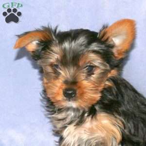 Henry, Yorkie Puppy