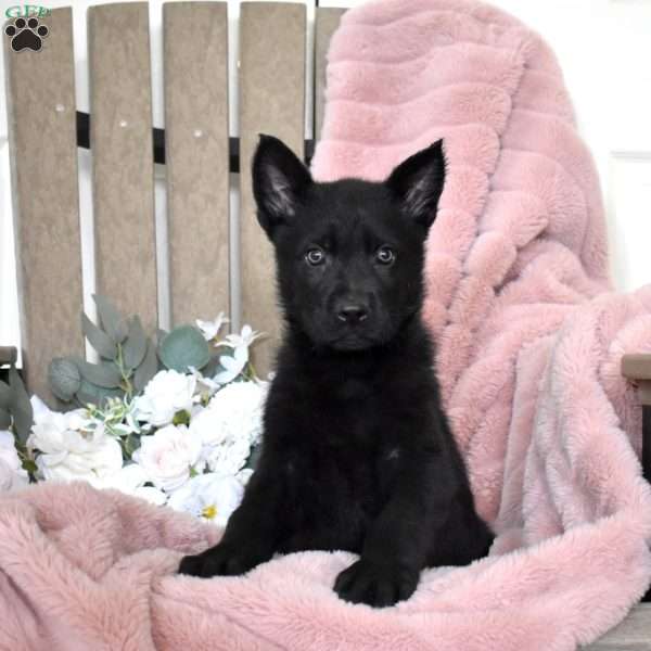 Hercules, German Shepherd Puppy