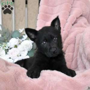 Hercules, German Shepherd Puppy