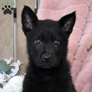 Hercules, German Shepherd Puppy