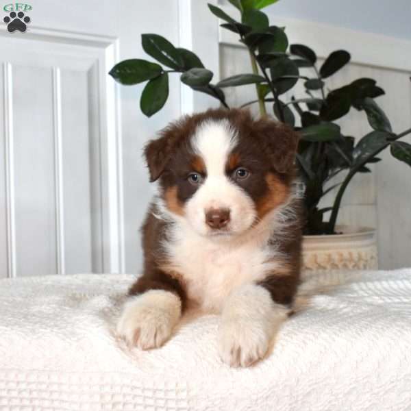Hershey, Australian Shepherd Puppy