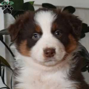 Hershey, Australian Shepherd Puppy