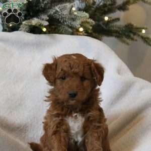 Hershey, Mini Goldendoodle Puppy