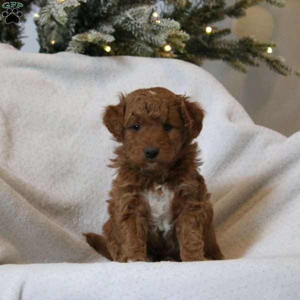 Hershey, Mini Goldendoodle Puppy