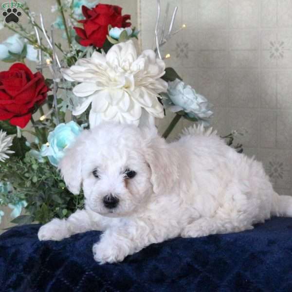 Hibiscus, Bichon Frise Puppy